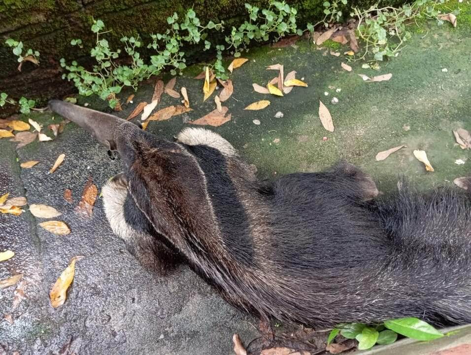 Tamanduá-bandeira volta à natureza após ser resgatado pelos Bombeiros em escola_6621973003006.jpeg